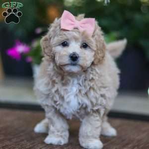 Kelly, Maltipoo Puppy