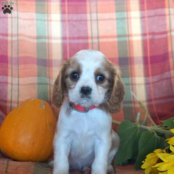 Kelly, Beaglier Puppy