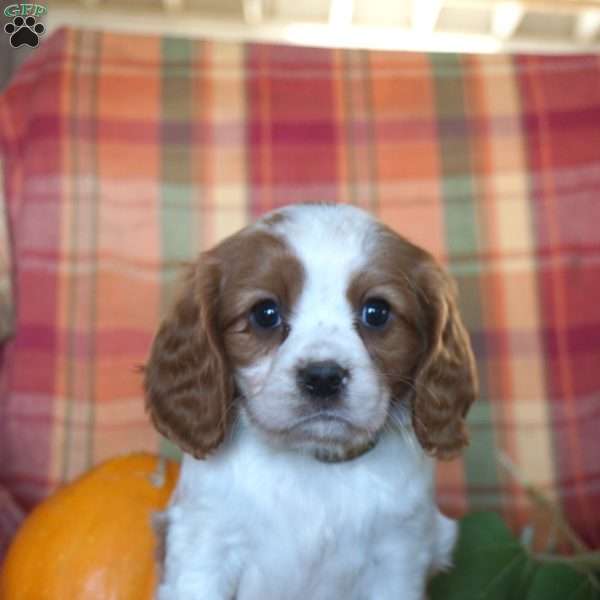 Kelsey, Beaglier Puppy