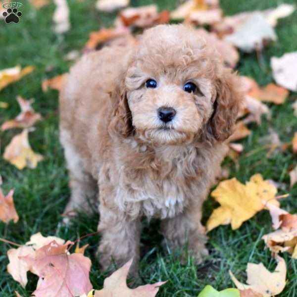 Kelsie, Miniature Poodle Puppy