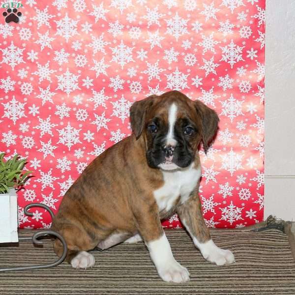 Kendall, Boxer Puppy