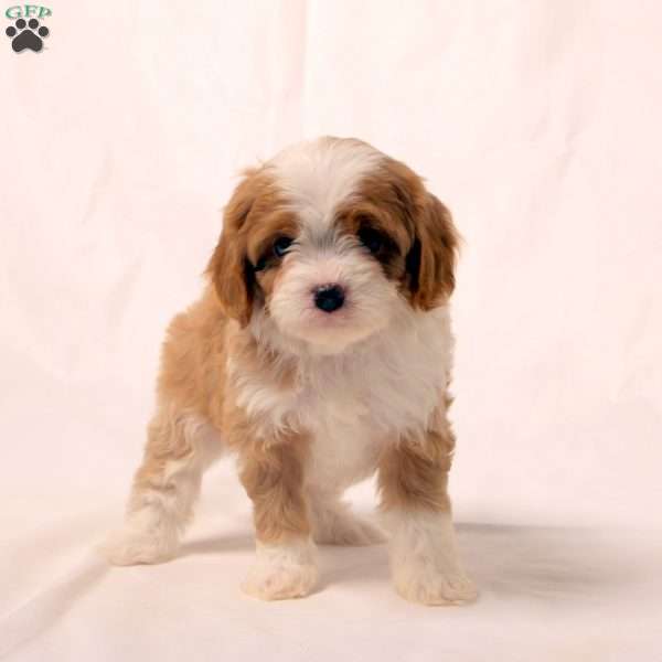 Kendall, Cavapoo Puppy