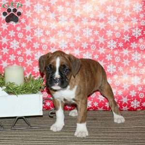 Kendall, Boxer Puppy