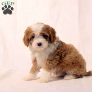 Kendall, Cavapoo Puppy