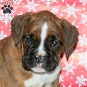 Kendall, Boxer Puppy