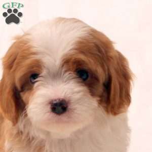 Kendall, Cavapoo Puppy