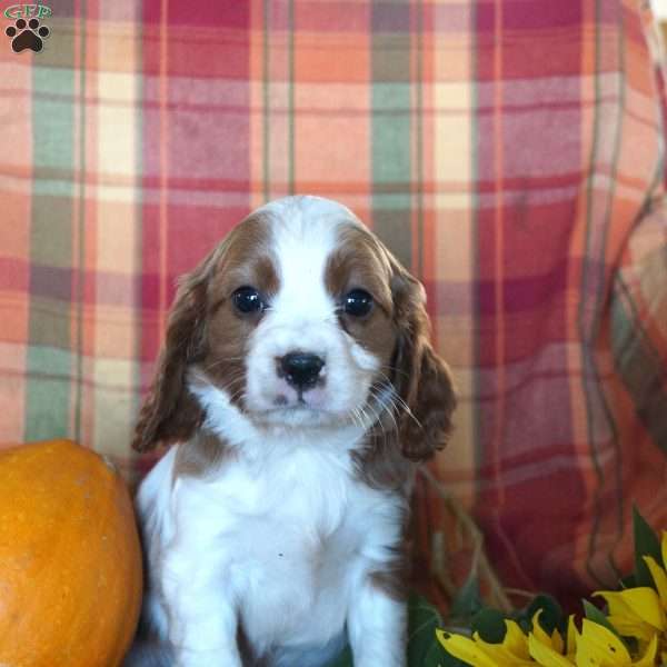 Kendall, Beaglier Puppy