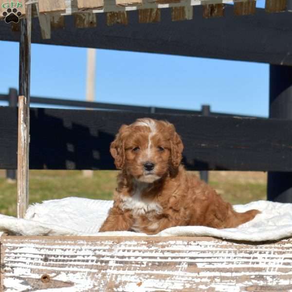 Kendra, Mini Goldendoodle Puppy