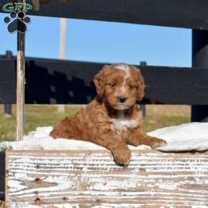 Kendra, Mini Goldendoodle Puppy
