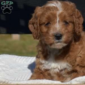 Kendra, Mini Goldendoodle Puppy