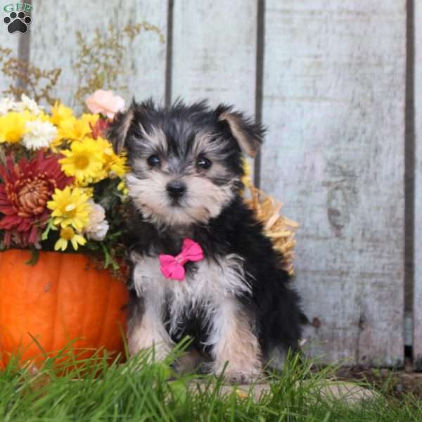 Kenneth, Morkie / Yorktese Puppy