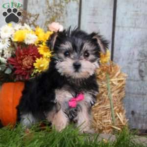 Kenneth, Morkie / Yorktese Puppy