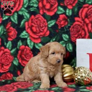 Kennidy, Morkie-Poo Puppy