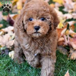 Kenzie, Miniature Poodle Puppy