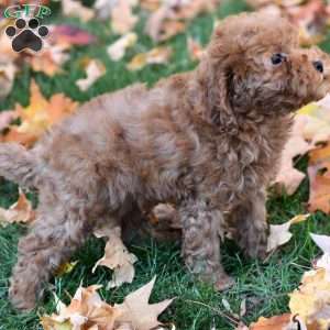 Kenzie, Miniature Poodle Puppy