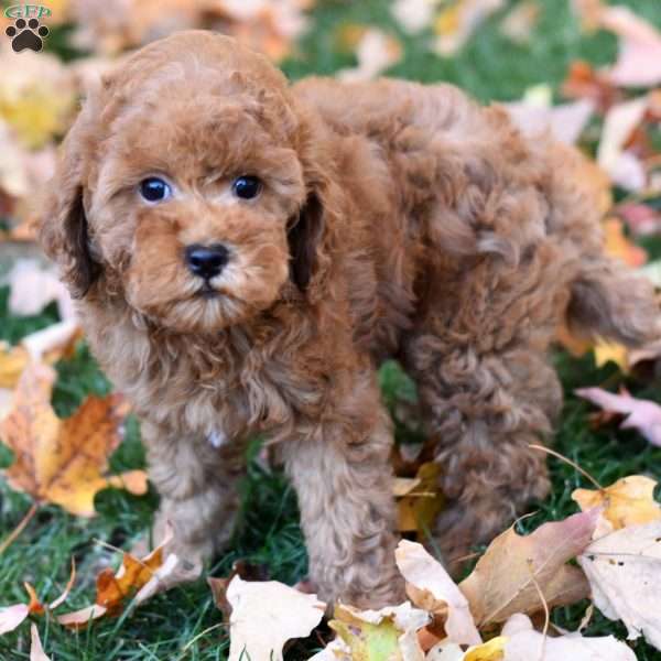 Kenzie, Miniature Poodle Puppy