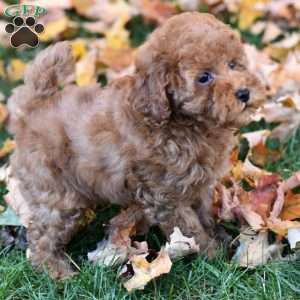 Kenzie, Miniature Poodle Puppy