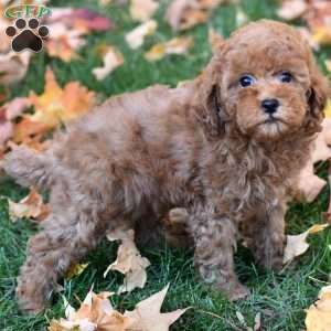 Kenzie, Miniature Poodle Puppy