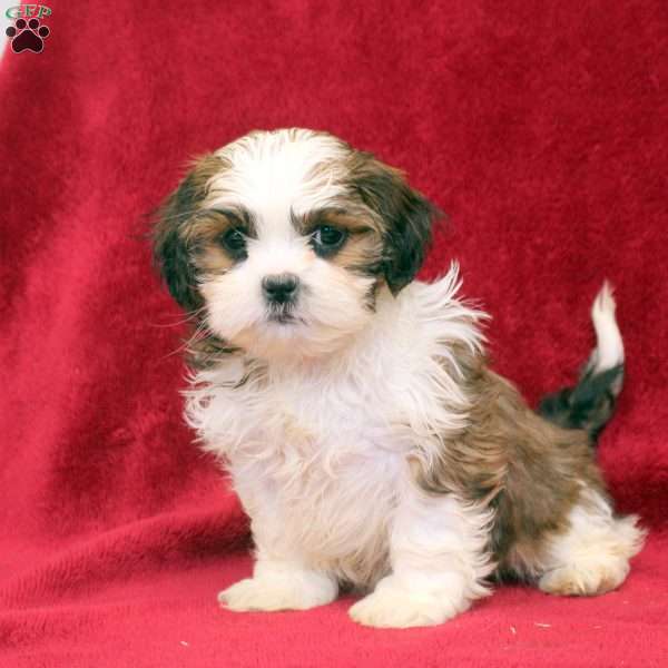 Kevin, Shih Tzu Puppy