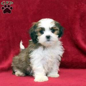 Kevin, Shih Tzu Puppy
