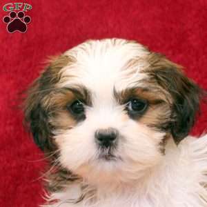 Kevin, Shih Tzu Puppy