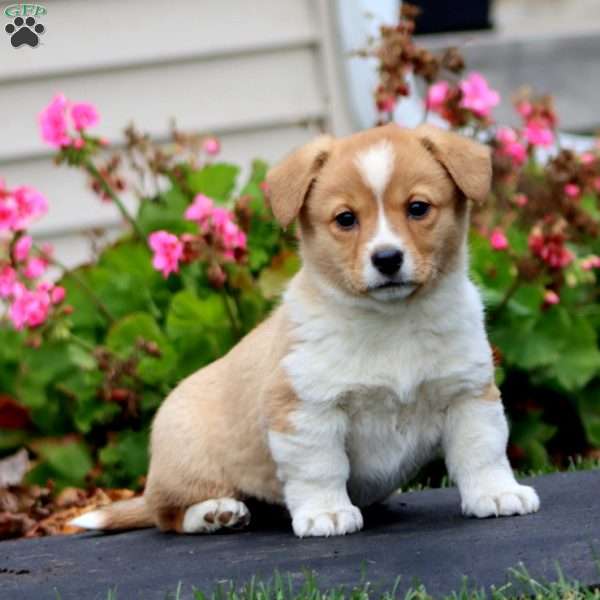 Kia, Welsh Corgi Mix Puppy