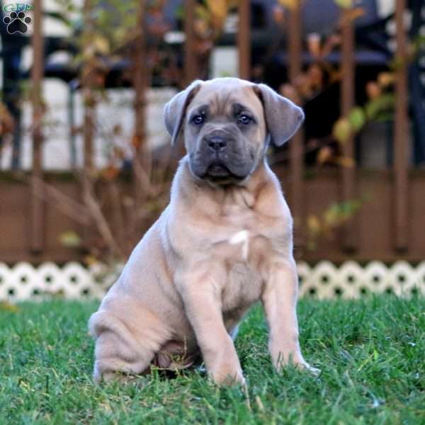 Kia, Cane Corso Puppy