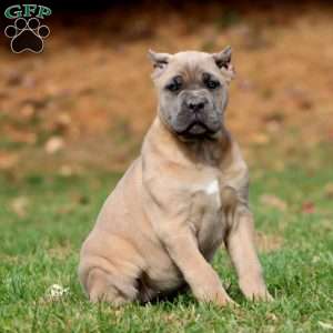 Kia, Cane Corso Puppy