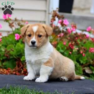 Kia, Welsh Corgi Mix Puppy