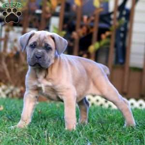 Kia, Cane Corso Puppy