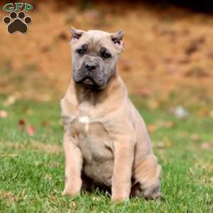 Kia, Cane Corso Puppy