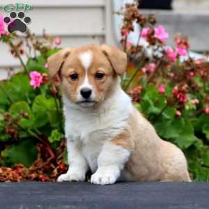 Kia, Welsh Corgi Mix Puppy