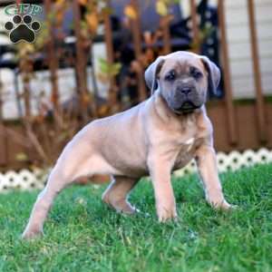 Kia, Cane Corso Puppy