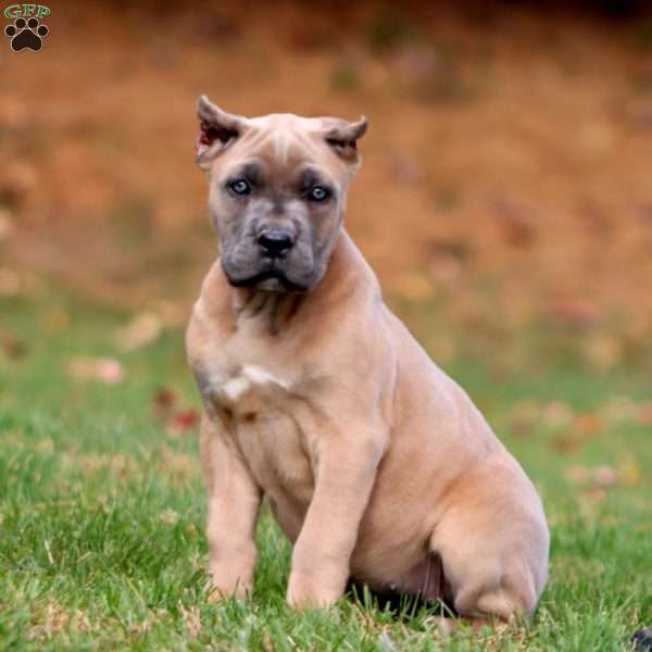 Kierra, Cane Corso Puppy