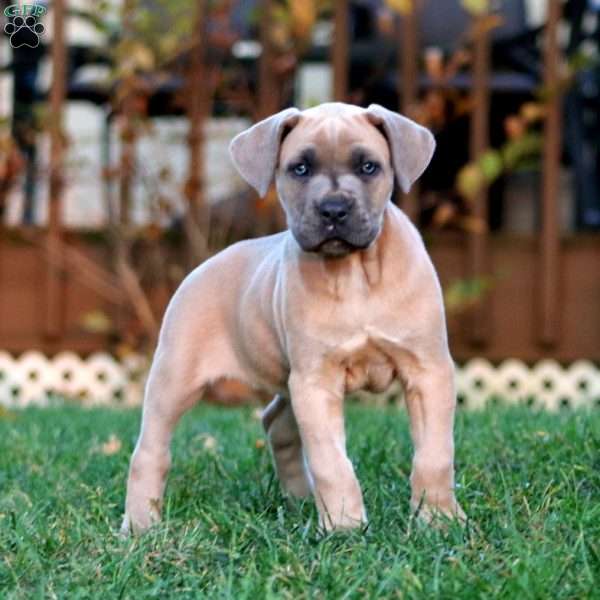 Kierra, Cane Corso Puppy