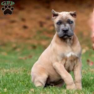 Kierra, Cane Corso Puppy