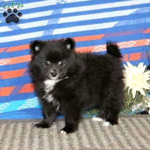 Kierra, Pomeranian Puppy