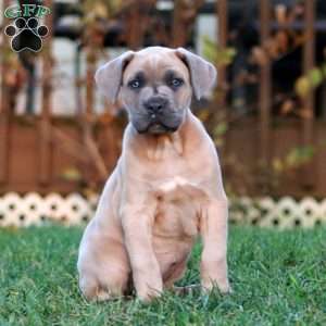 Kierra, Cane Corso Puppy