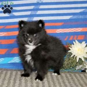 Kierra, Pomeranian Puppy