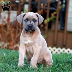 Kierra, Cane Corso Puppy