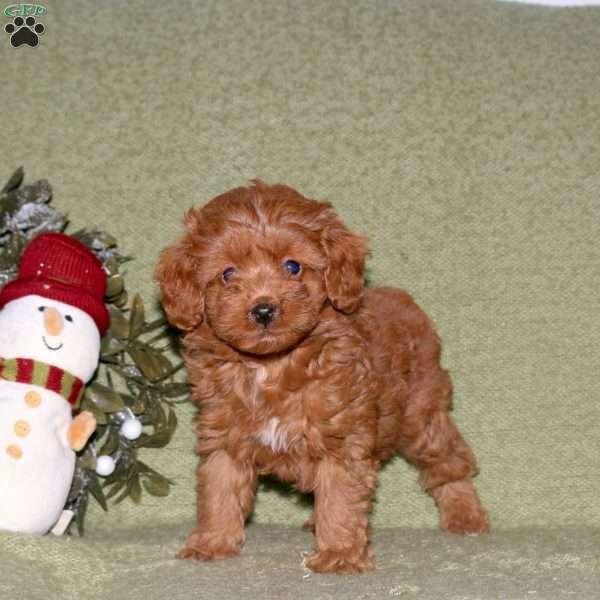 Kimmy, Miniature Poodle Puppy