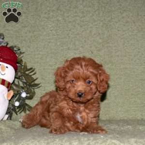 Kimmy, Miniature Poodle Puppy