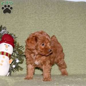Kimmy, Miniature Poodle Puppy
