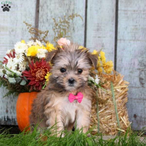 King, Morkie / Yorktese Puppy