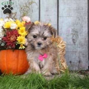 King, Morkie / Yorktese Puppy