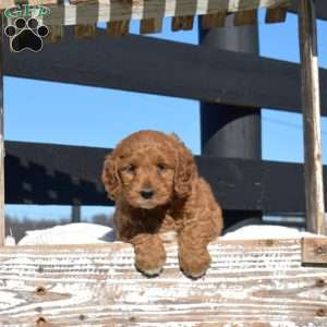 King, Mini Goldendoodle Puppy