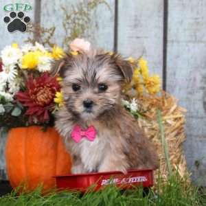 King, Morkie / Yorktese Puppy