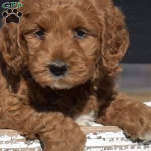 King, Mini Goldendoodle Puppy