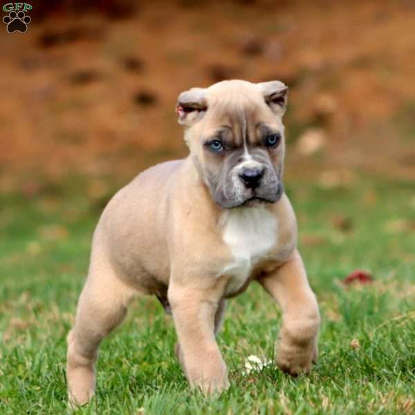 King, Cane Corso Puppy