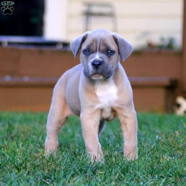 King, Cane Corso Puppy
